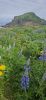 PICTURES/Sites Around Heimaey Island - Little of this and That/t_Flowers10.jpg